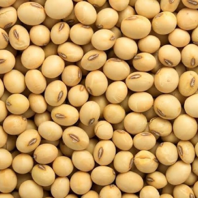 Soybean