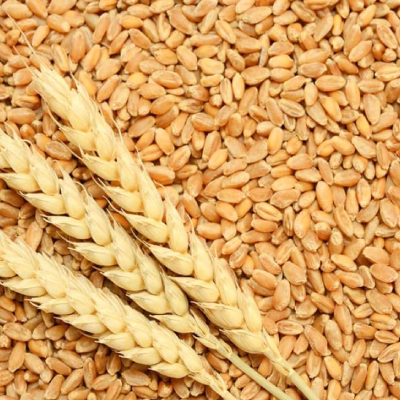 Wheat