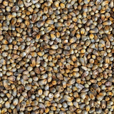 Pearl Millet
