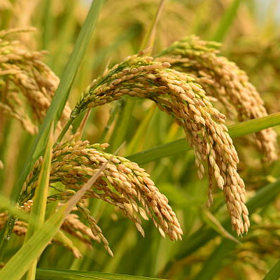 Paddy