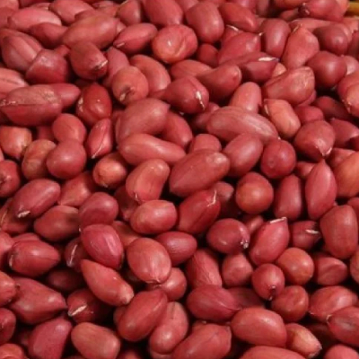 Groundnut