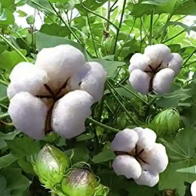Cotton