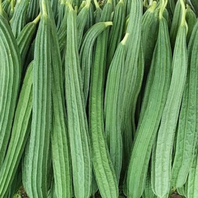 Ridge Gourd