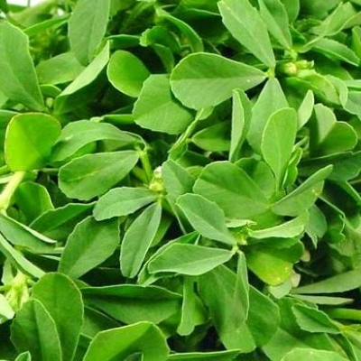 Fenugreek