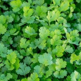 Coriander