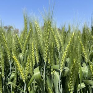 Wheat Daftari 1
